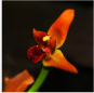 Orquidea